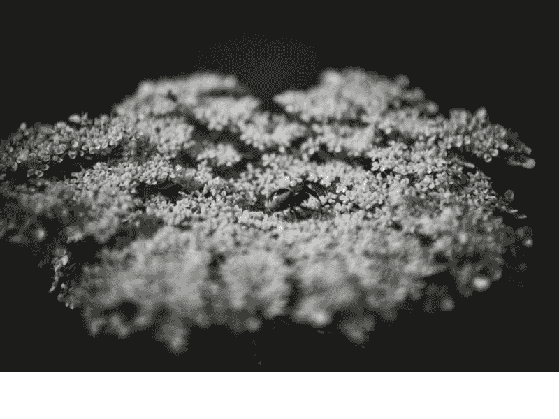 Uses of Zinc Dust Powder for Metallurgy